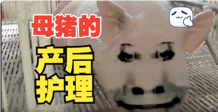 母猪的产后护理教程~ 母猪的产后护理教程~
